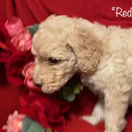 Goldendoodle Puppies from Golden GoldenDoodles