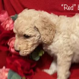 Goldendoodle Puppies from Golden GoldenDoodles