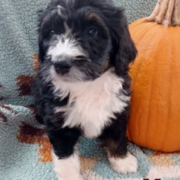 Aussiedoodle, Bernedoodle, Poodle, Shihpoo, and Shih Tzu Puppies from Route 66 Poodles & Doodles, Sapphire Shih-tzu's of Ohio
