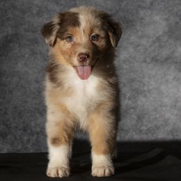 Girl 1 - female Australian Shepherd puppy in Wimberley, Texas from Veritas Australian Shepherds