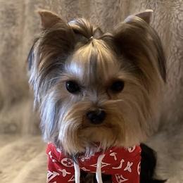 Yorkshire Terriers from Akc Quality Yorkies