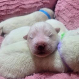Boy 1 - White male Samoyed puppy in Downey, Idaho from Seven Diamond Samoyeds