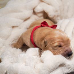 Golden Retriever, Miniature American Shepherd, and Siberian Husky Puppies from HuskiesAndGoldensWithFinesse