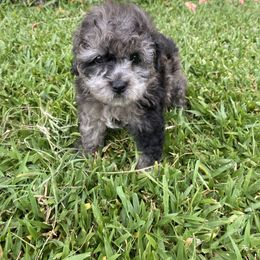 Duke - Merle male Cockapoo puppy in Ocoee, Florida from Puppie Poos 4 U