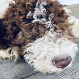 Borage - Brown Lagotto Romagnolo puppy in Chehalis, Washington from Scarlet Oak Lagotti