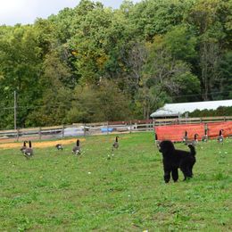 Poodle Puppies from D and D Standard Poodles