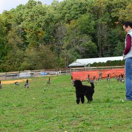 Poodle Puppies from D and D Standard Poodles