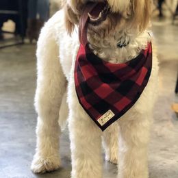 Bernedoodles and Goldendoodles from The Smith Doodle Crew