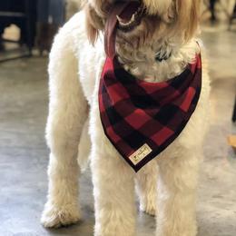 Bernedoodles and Goldendoodles from The Smith Doodle Crew