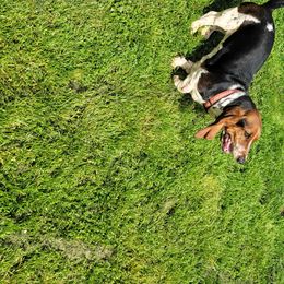 Jazzy - Basset Hound