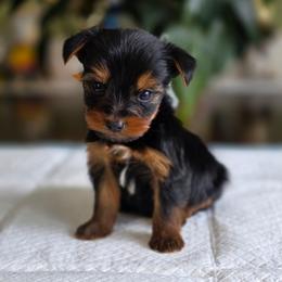 Tiny's Boy 3 - Black and tan male Yorkshire Terrier puppy in Aiken, South Carolina from Sio's Yorkies