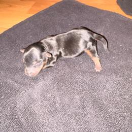 Boy 3 French Fry - Black and gold male Yorkshire Terrier puppy in Newman, California from Central Valley Yorkies