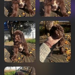 Newfoundland Puppies from Willamette Valley Newfoundlands