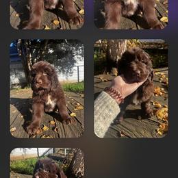 Newfoundland Puppies from Willamette Valley Newfoundlands