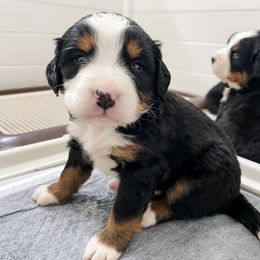 Bernedoodle and Bernese Mountain Dog Puppies from MI Doodles