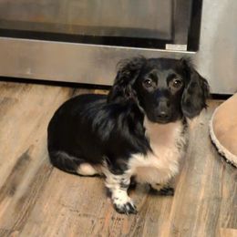 Paul - Dachshund