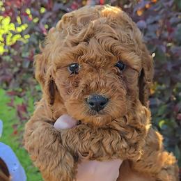 Olivia - Red female Cavapoo puppy in Blackfoot, Idaho from Rocky Desert Goldens and Cavaliers