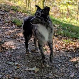 Amaya - Blue merle female Miniature Australian Shepherd puppy in Macomb, Missouri from Show Me MO Aussies