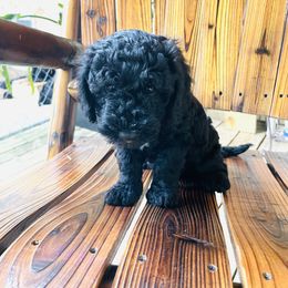 Goldendoodle Puppies from Magnolia Mini Goldendoodles