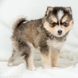Oreo Pie - Wolf sable female Pomsky puppy in Spring City, Pennsylvania from Pomsky Power Puppies