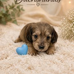 Cadbury - Cream male Dachshund puppy in Statesville, North Carolina from Lakeside Dachshunds