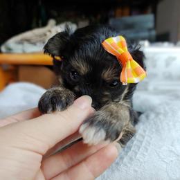 Companion Cross, Havanese, Mal-Shi, Maltese, Maltipoo, Morkie, and Shih Tzu Puppies from Seeking Shalom Acres Maltese, Maltipoos & Havamalts