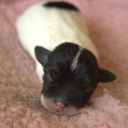 Spencer - Tri-color male Jack Russell Terrier puppy in Menifee, California from Wendover Terriers