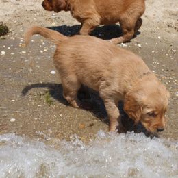 Golden Retriever Puppies from Red Bank Goldens