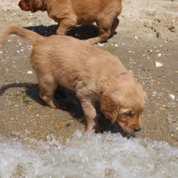 Golden Retriever Puppies from Red Bank Goldens