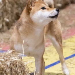 Shiba Inu from Kiamichi Shiba Inu