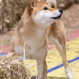Shiba Inu from Kiamichi Shiba Inu