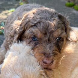 Reef - Chocolate merle male Bernedoodle puppy in Monument, Colorado from Colorado Dreamin Doodles