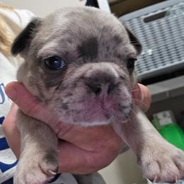 Milo - Tricolors male French Bulldog puppy in Cabool, Missouri from Shannon French Bulldogs