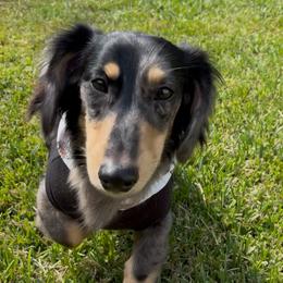 Dachshund All Grown Up from Doxie Bunch