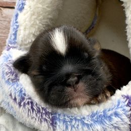 Boy 2 - Brindle male Shih Tzu puppy in Rhode Island from Sacred Light Shihtzu