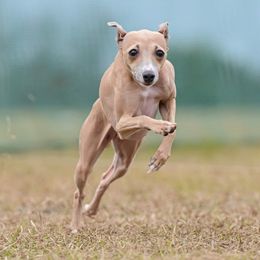 InVy - Italian Greyhound