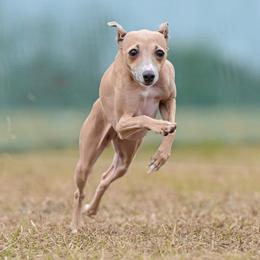 InVy - Italian Greyhound