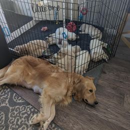 Golden Retriever Puppies from Sandy's Golden Pups