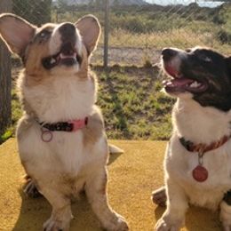 Cardigan Welsh Corgis from Kangas Corgis
