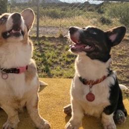 Cardigan Welsh Corgis from Kangas Corgis