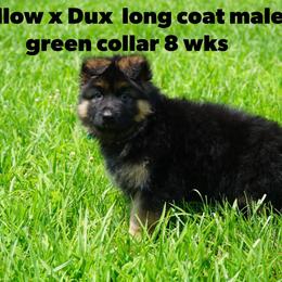 Boy 2 - Black and red male German Shepherd puppy in Chrisney, Indiana from Indiana German Shepherds