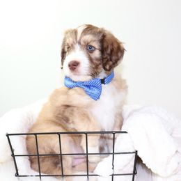 Russell - Sable Aussiedoodle puppy in Decatur, Illinois from Signature Doodles