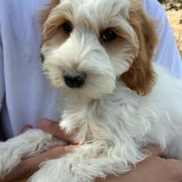 Sneezy - Brown and white male Cockapoo puppy in Adrian, Oregon from ApplebyFarm