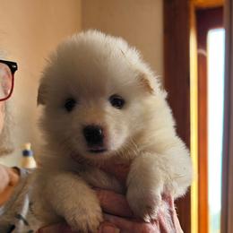 Leia - White and biscuit female American Eskimo Dog puppy in Grants Pass, Oregon from SnH Eskies