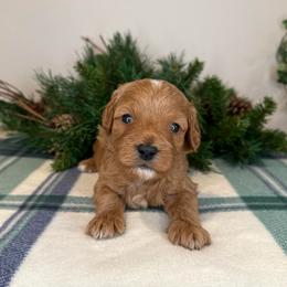 Mike - Green - Red male Cavapoo puppy in South Jordan, Utah from Simply Sweet Paws. LLC