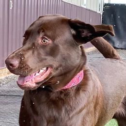 Labrador Retrievers from DOGWORKS Kennel