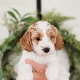 Australian Labradoodle Puppies from Bourbon Rose Australian Labradoodles