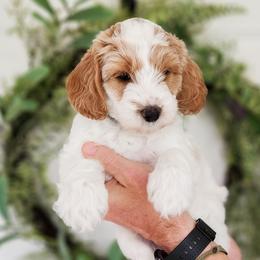 Australian Labradoodle Puppies from Bourbon Rose Australian Labradoodles