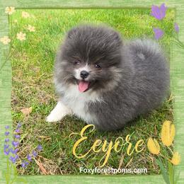 Eeyore - AKC - Blue male Pomeranian puppy in Eatonville, Washington from Foxy Forest Poms