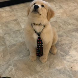 Golden Retriever Puppies from OPK Goldens